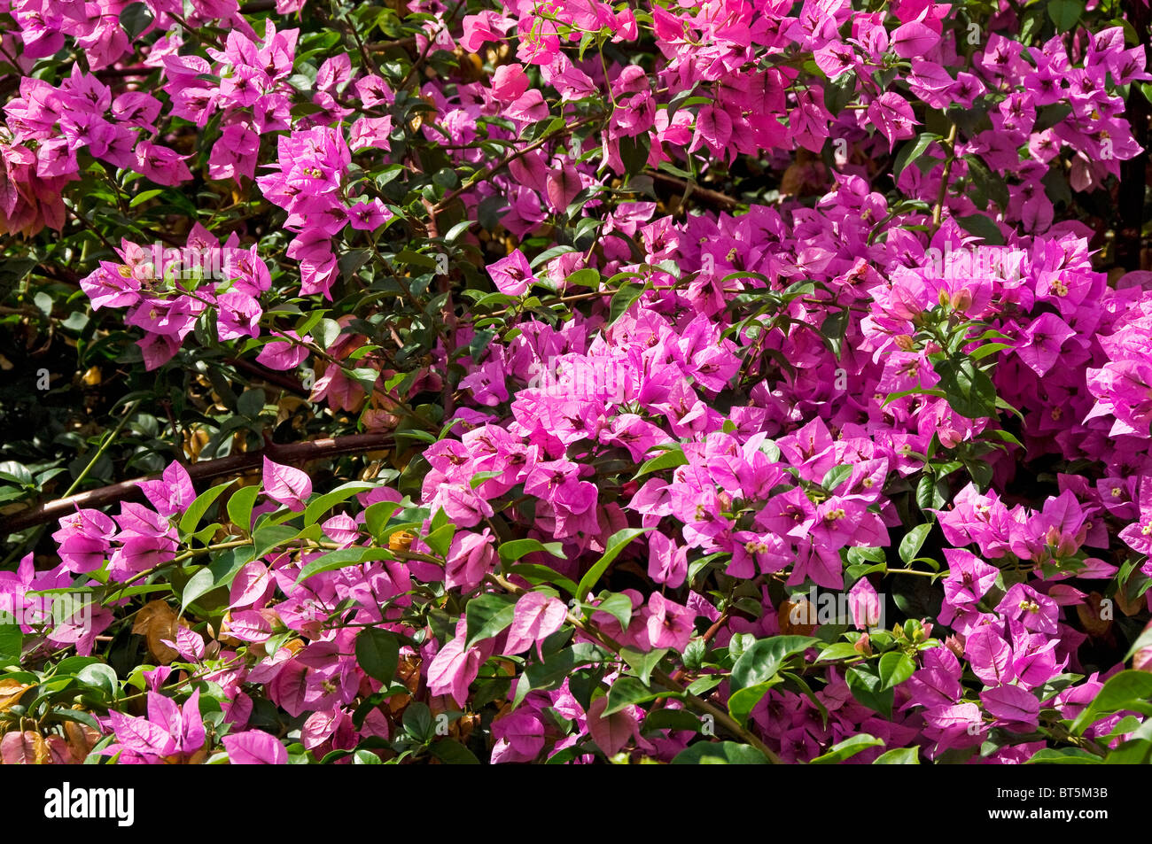 Close up of pink bougainvillea flowers flower flowering blooms Madeira Portugal EU Europe Stock Photo