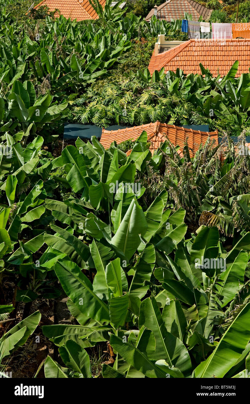 Banana plantation farm near Funchal Madeira Portugal EU Europe Stock Photo
