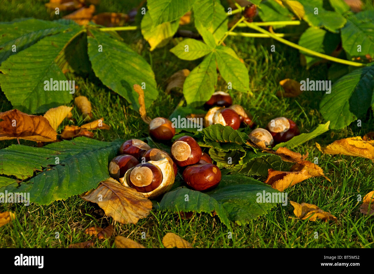 Conkers from horse chestnut tree (aesculus hippocastanum) England UK