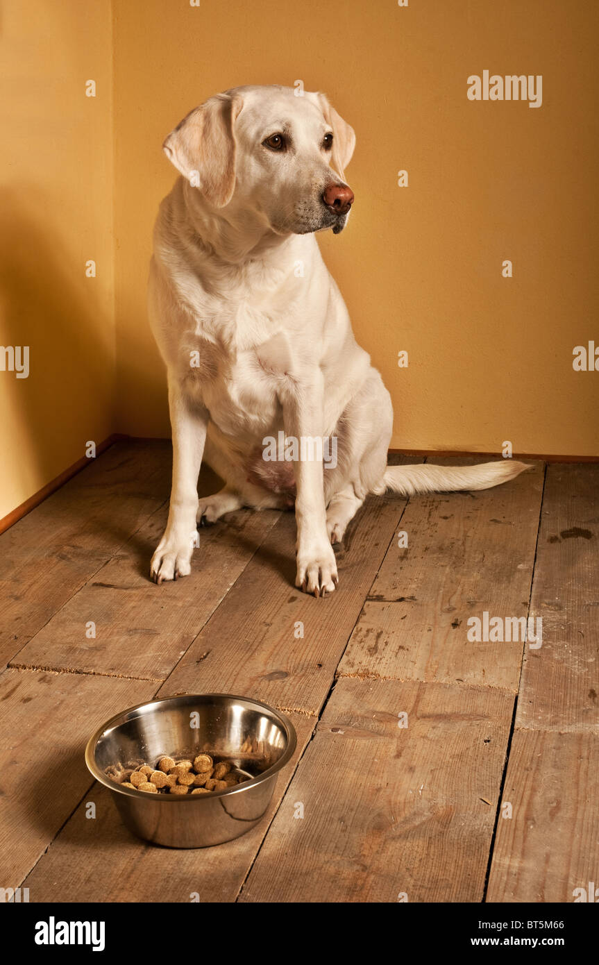 Labrador retriever in a corner with granulated food in bowl. Stock Photo