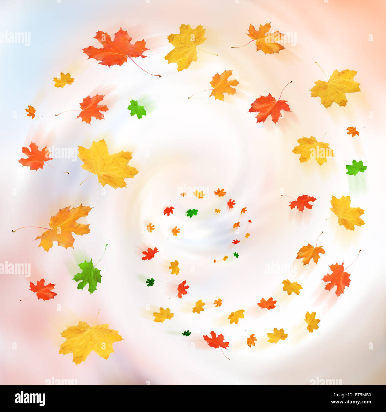 Colourful autumn leaves in a twirl on pastel background. Stock Photo