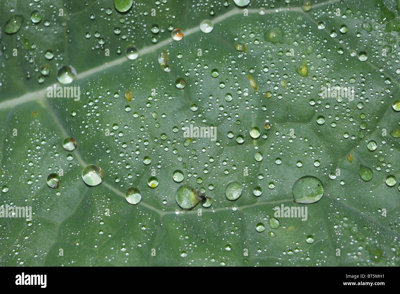 Droplets of dew on a turnip leaf. Stock Photo