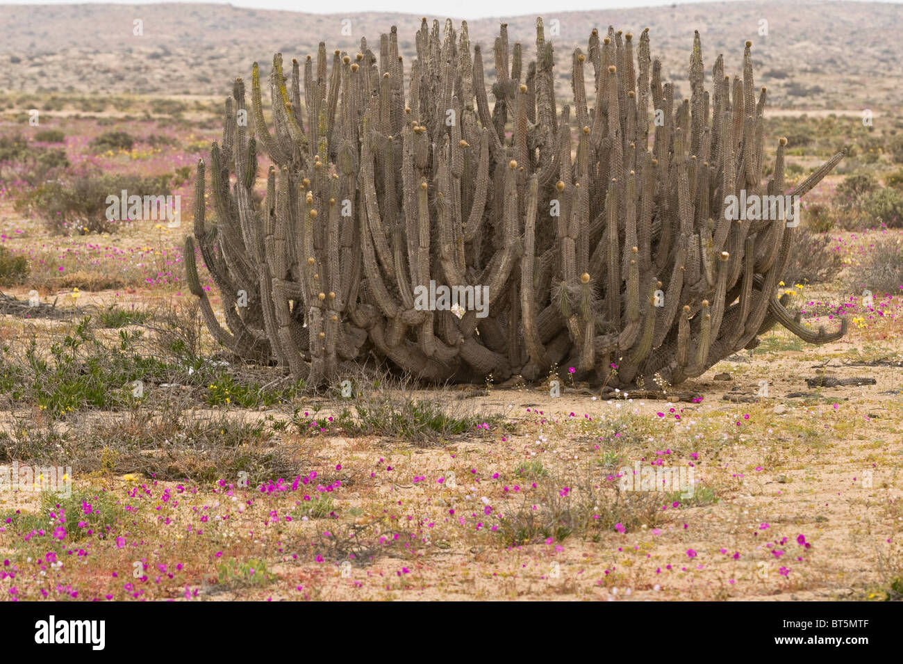 Plants flower in inhospitable Atacama desert during desierto florido Atacama (III) Chile South America September 2010 Stock Photo