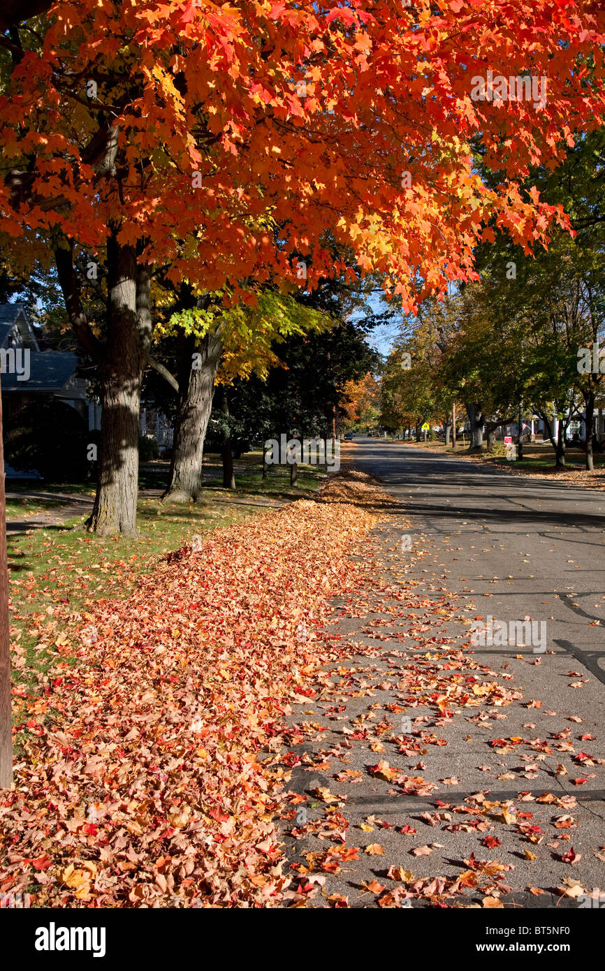 Autumn colors Sugar Maple trees Acer saccharum  along street of Owosso MI USA, by Dembinsky Photo Assoc Stock Photo