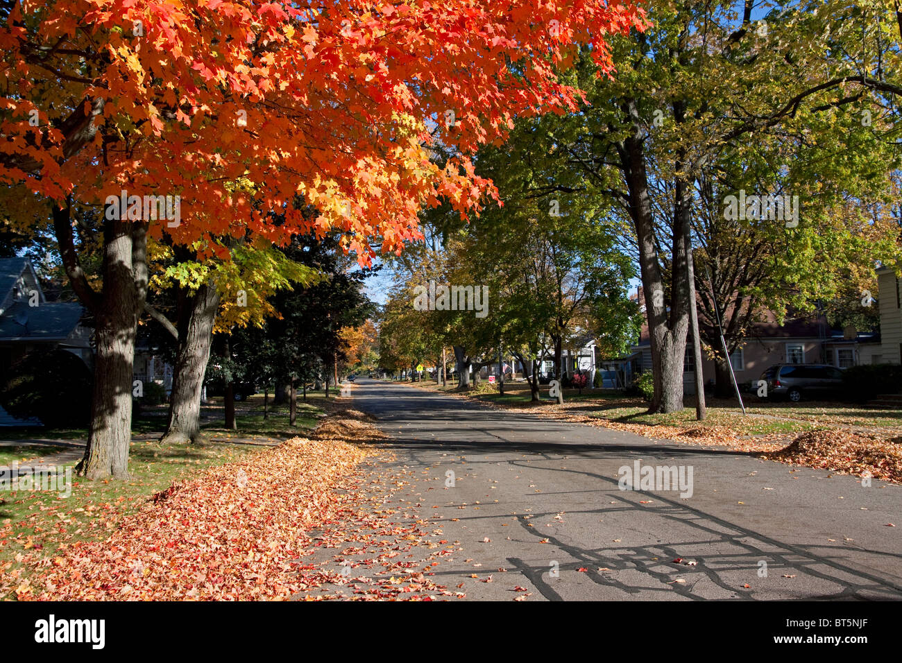 Autumn colors Sugar Maple trees Acer saccharum  along street of Owosso MI USA, by Dembinsky Photo Assoc Stock Photo