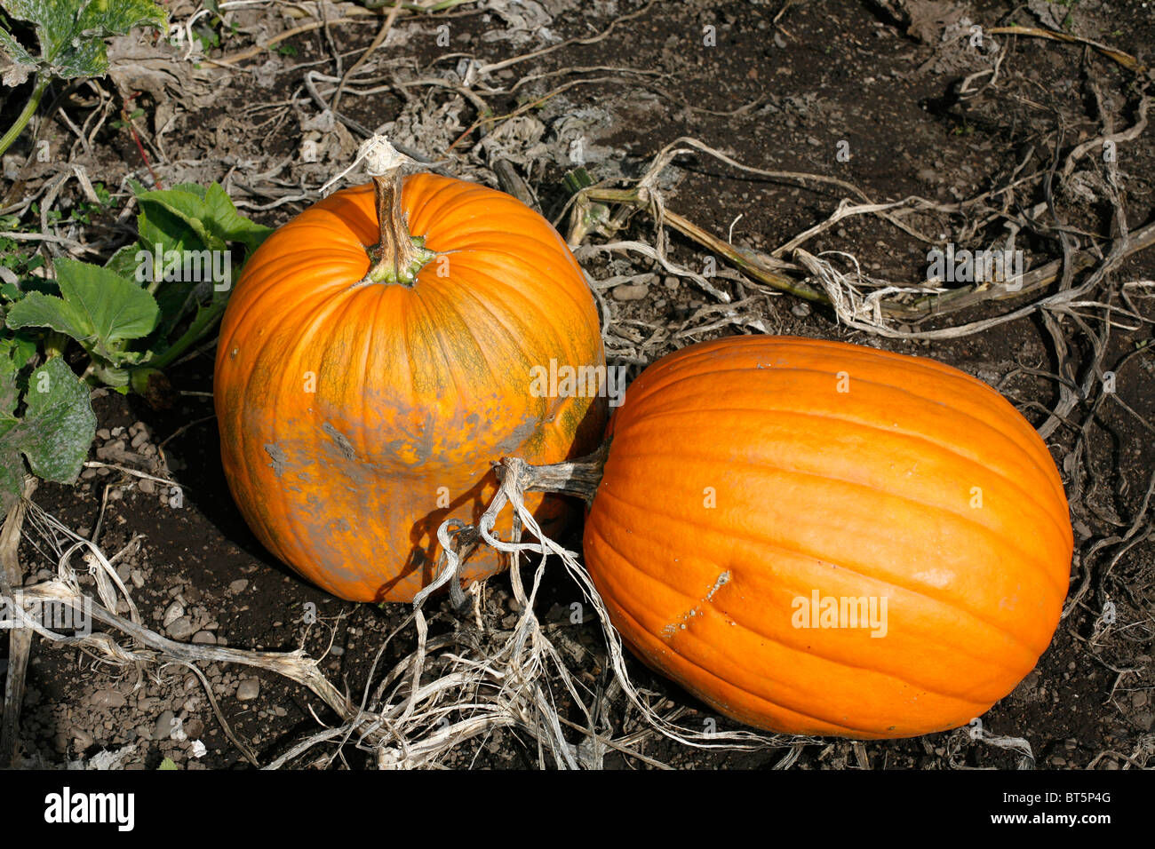 Pumpkins at pumpkin patch Stock Photo - Alamy