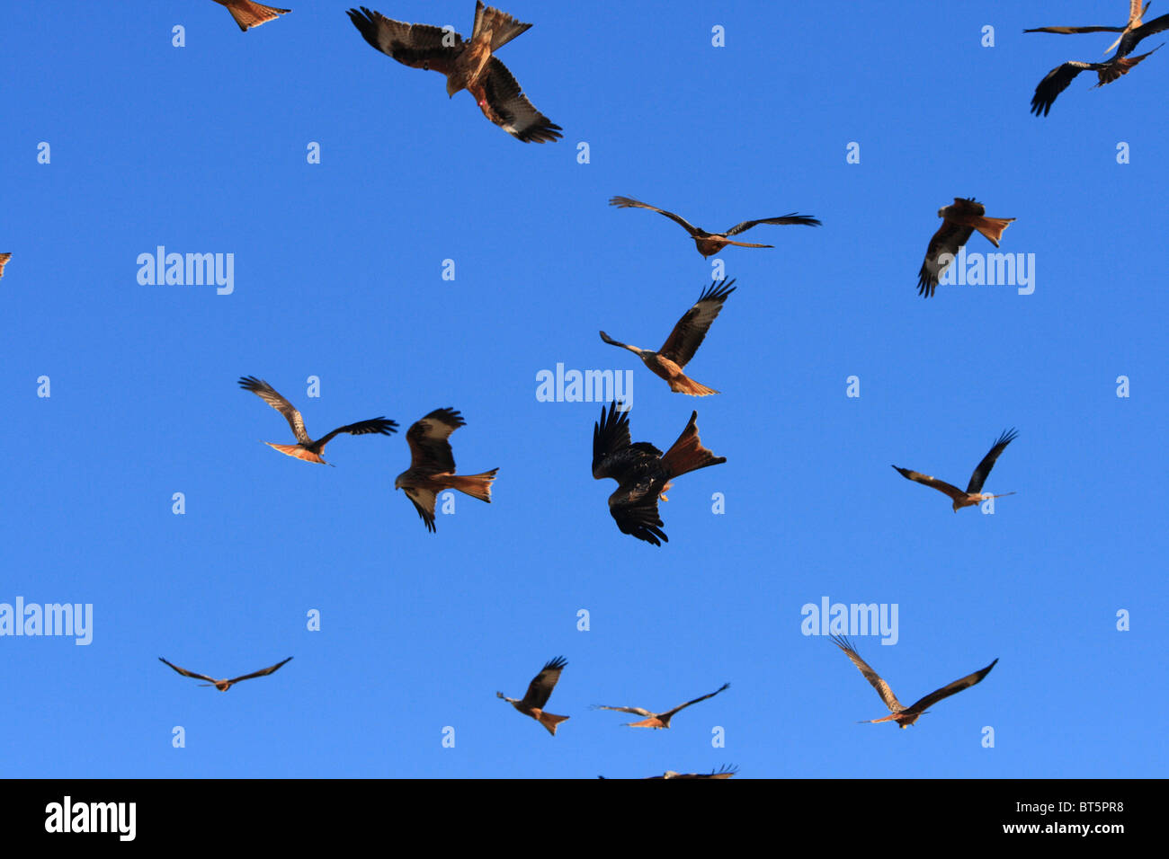 Red Kites (Milvus milvus) flying over the feeding station at Gigrin Farm as the feed is spread. Powys, Wales. Stock Photo
