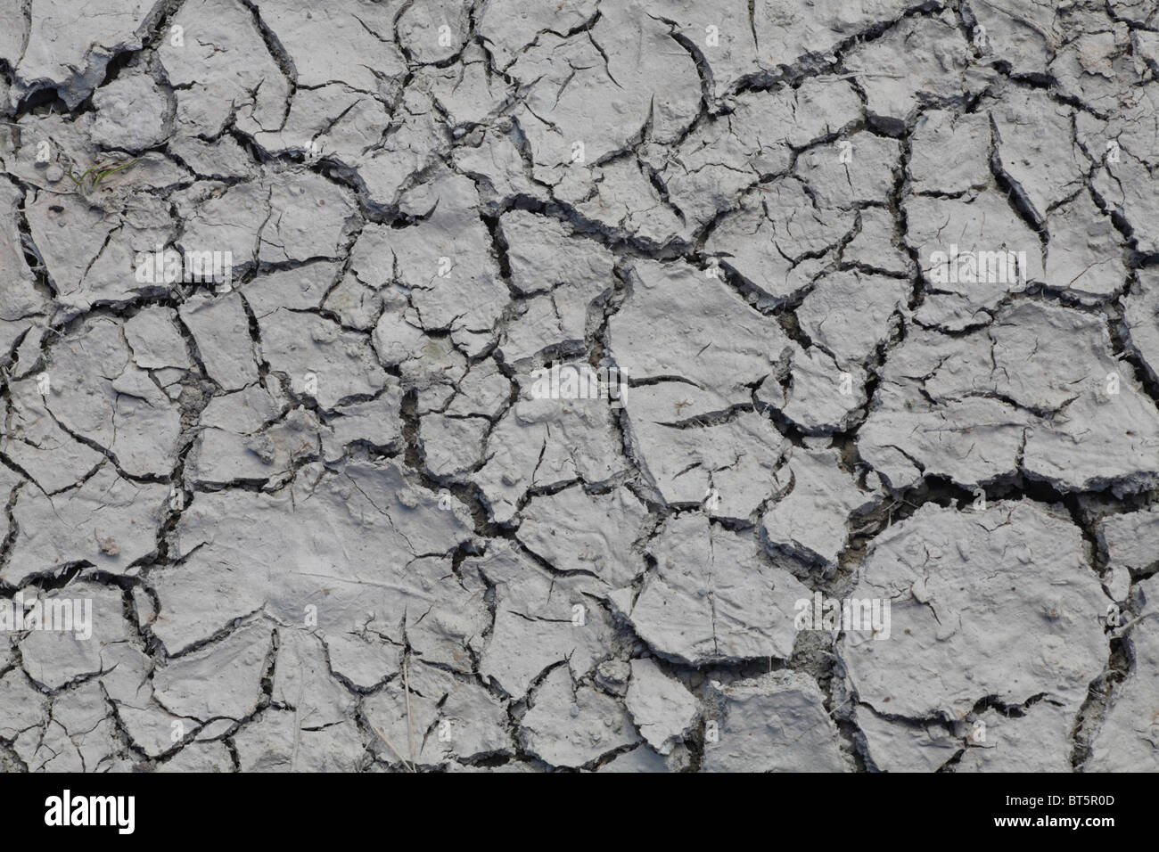 Cracked mud from a dried-up puddle. Powys, Wales. Stock Photo