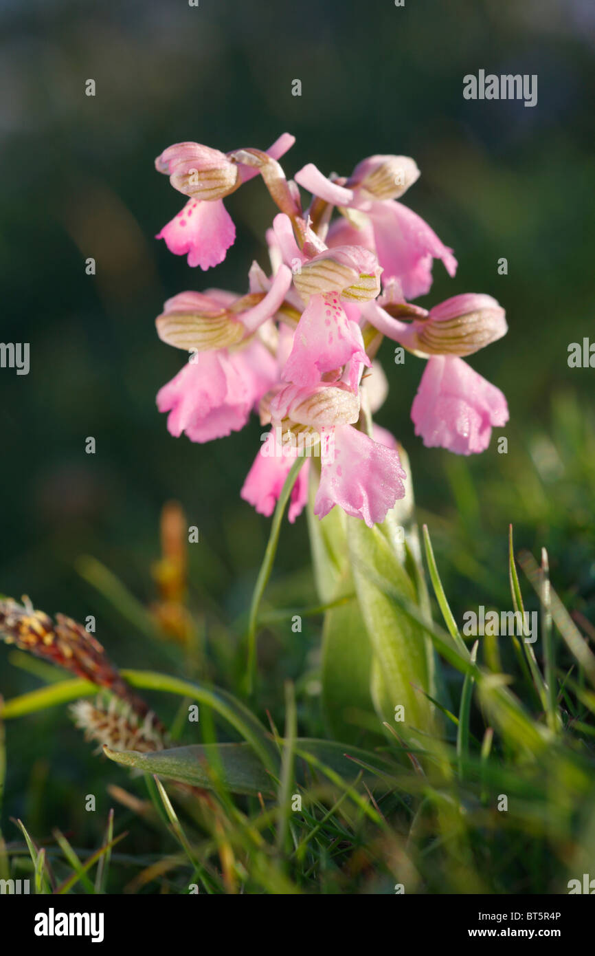 Green-winged Orchid (Orchis morio) flowering on cliff-top grassland. The Gower, Wales. Stock Photo