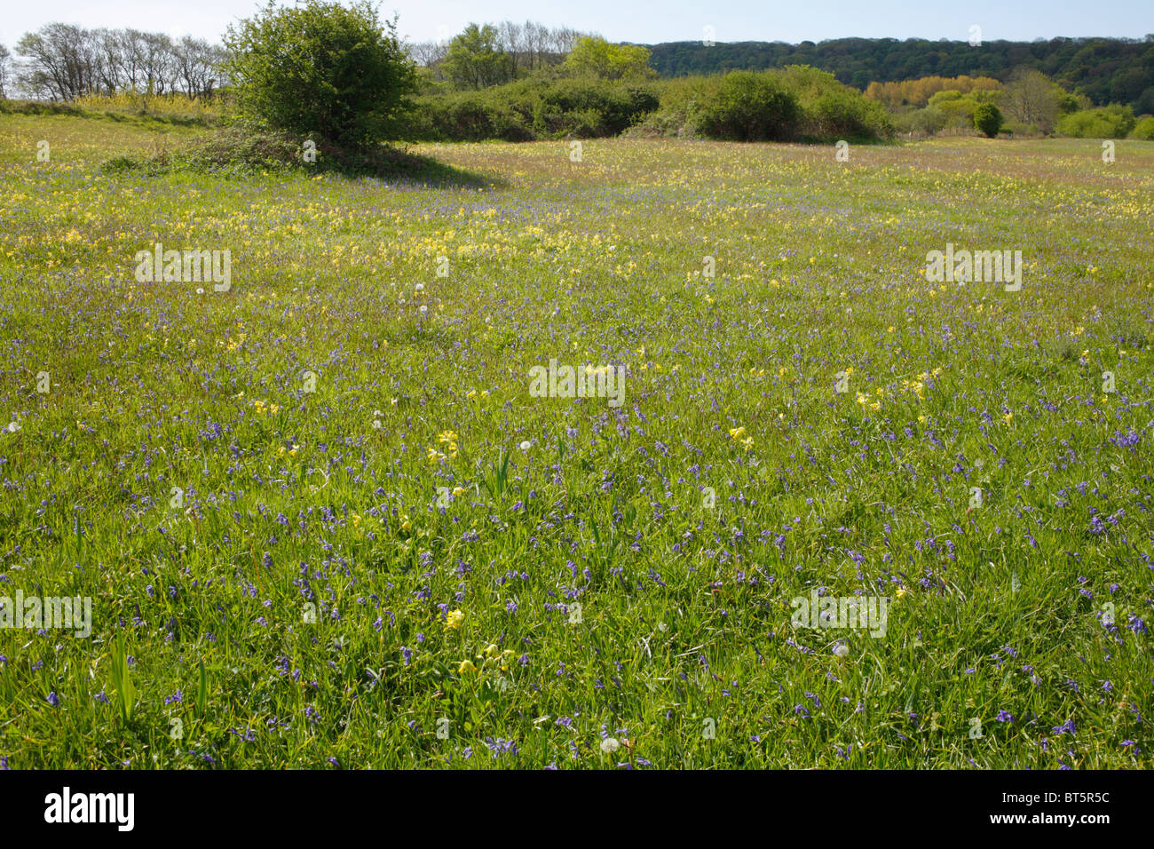 Bluebells (Hyacinthoides non-scripta) and Cowslips (Primula veris) flowering in a meadow at Oxwich National Nature Reserve. Stock Photo