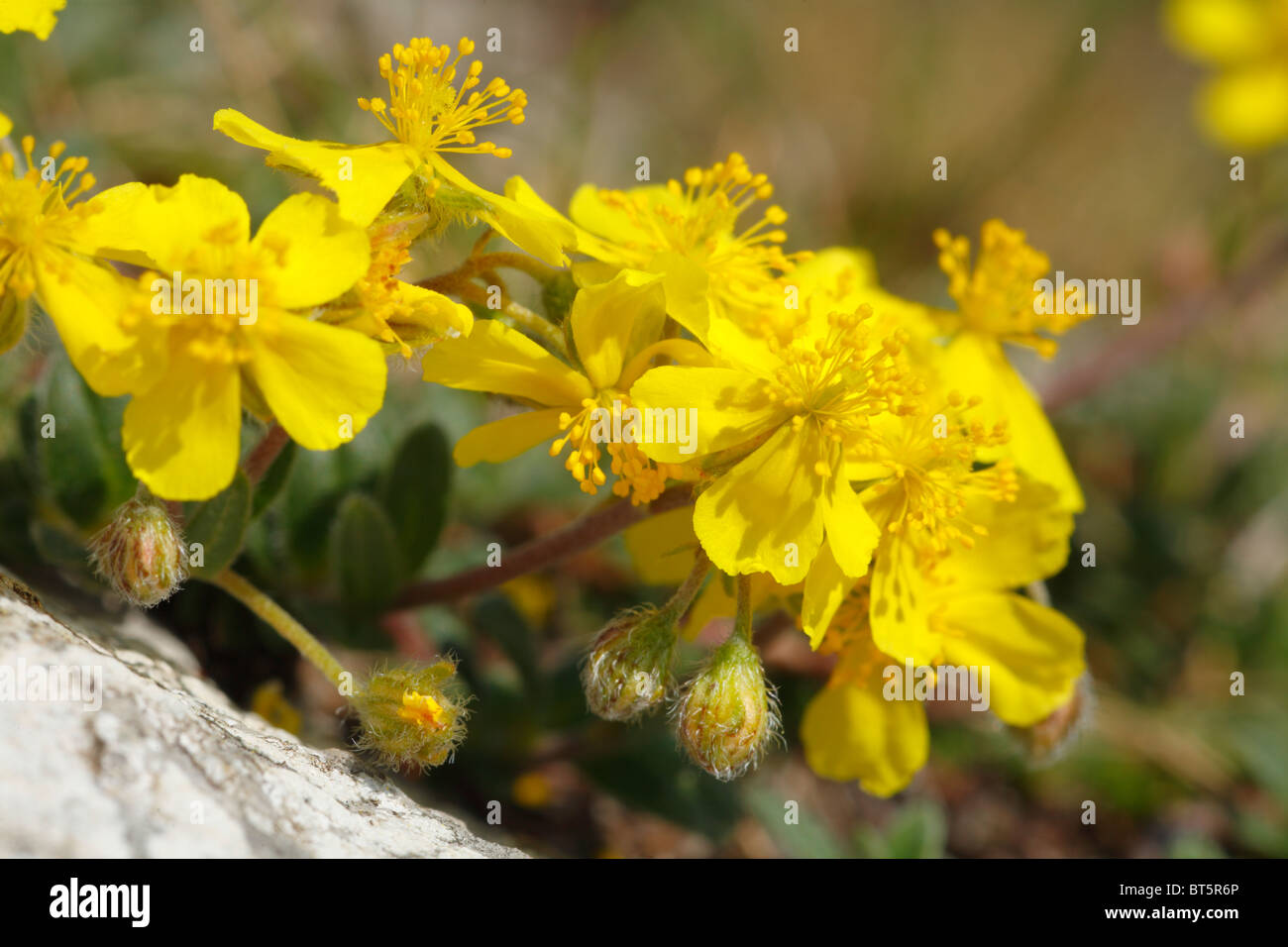 Hoary Rockrose (Helianthemum canum) flowering. The Gower, Wales. Stock Photo