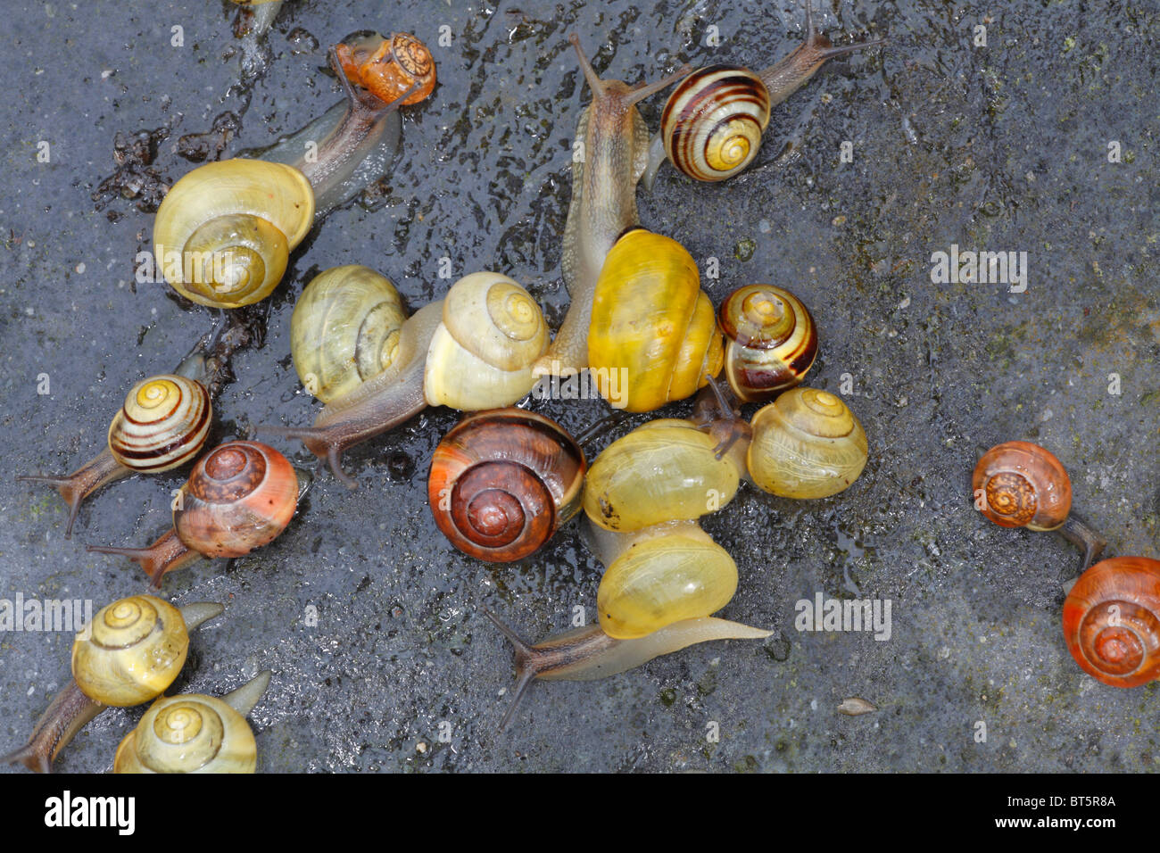 White-lipped Banded Snails (Cepaea hortensis) a variety of colour forms. Powys, Wales. Stock Photo