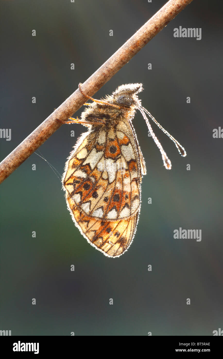 Small Pearl-bordered Fritillary Butterfly (Boloria selene) roosting after a dewy night. Powys, Wales, UK. Stock Photo