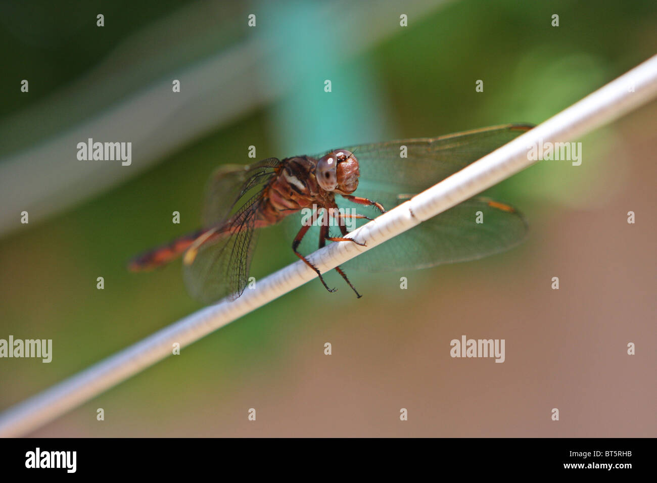 dragon fly, orange, insect, south Africa Stock Photo Alamy
