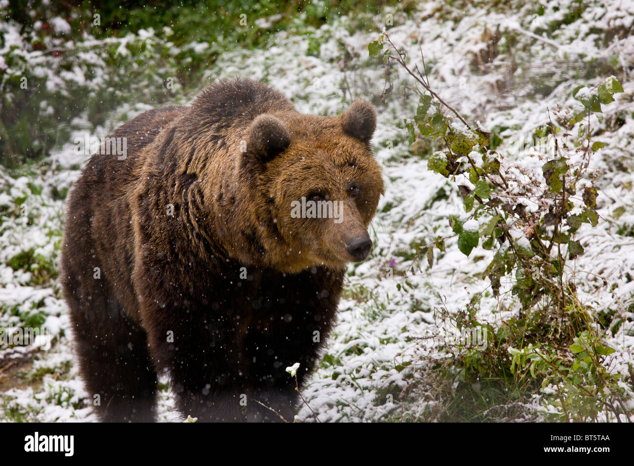 Brown Bear Ursus arctos in snowy weather in Brown Bear sanctuary, Zarnesti, Romania Stock Photo