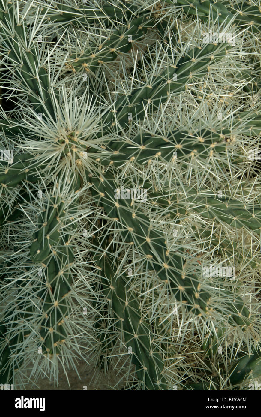 cylindropuntia tunicata cactacea Stock Photo