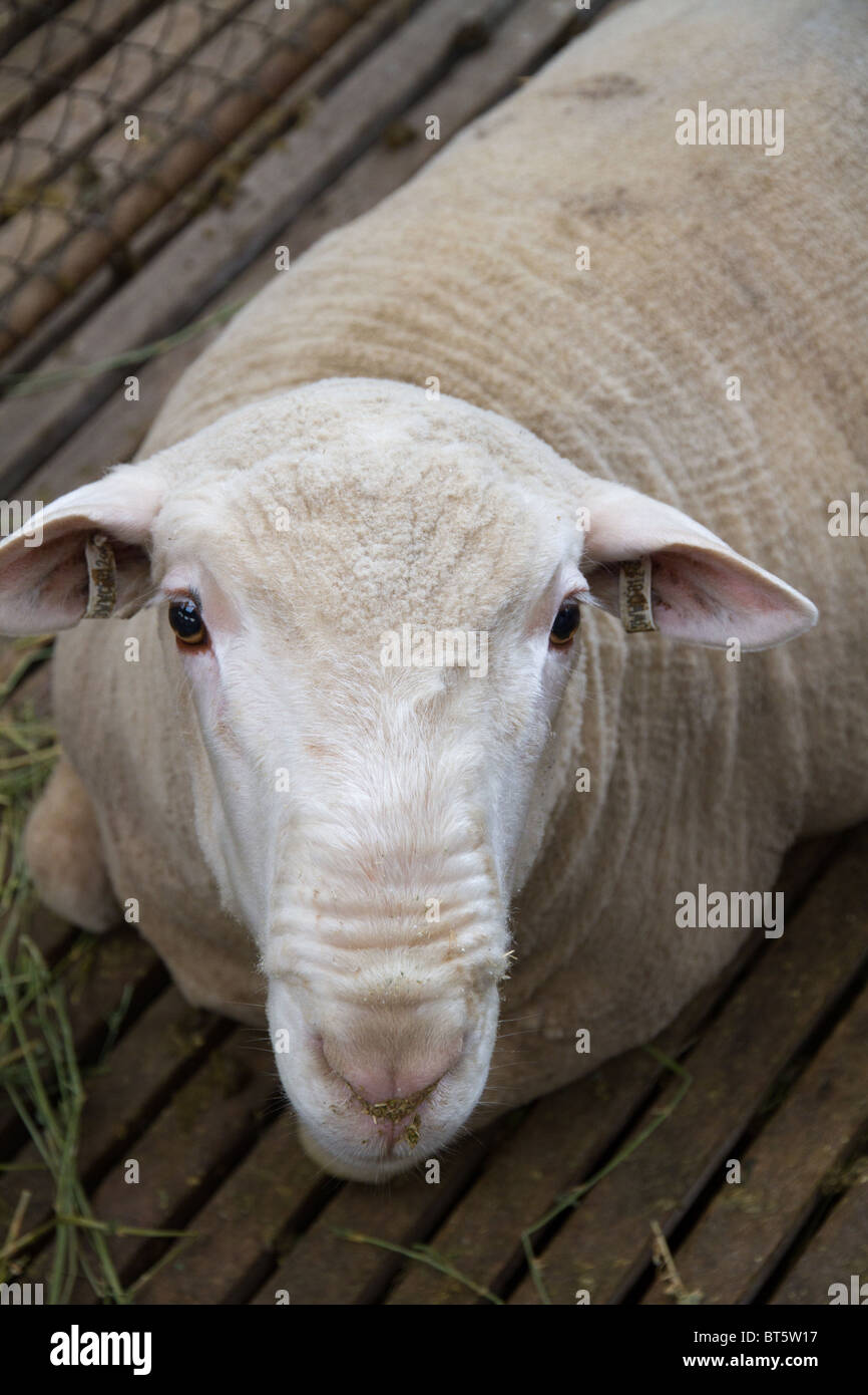 Newly shorn Border Leicester sheep in pen Stock Photo