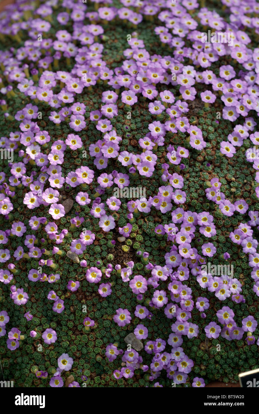 dionysia curviflora  primulaceae afganistan iran flowering plant genera, garden plant wildflower primrose family clade: Angiospe Stock Photo