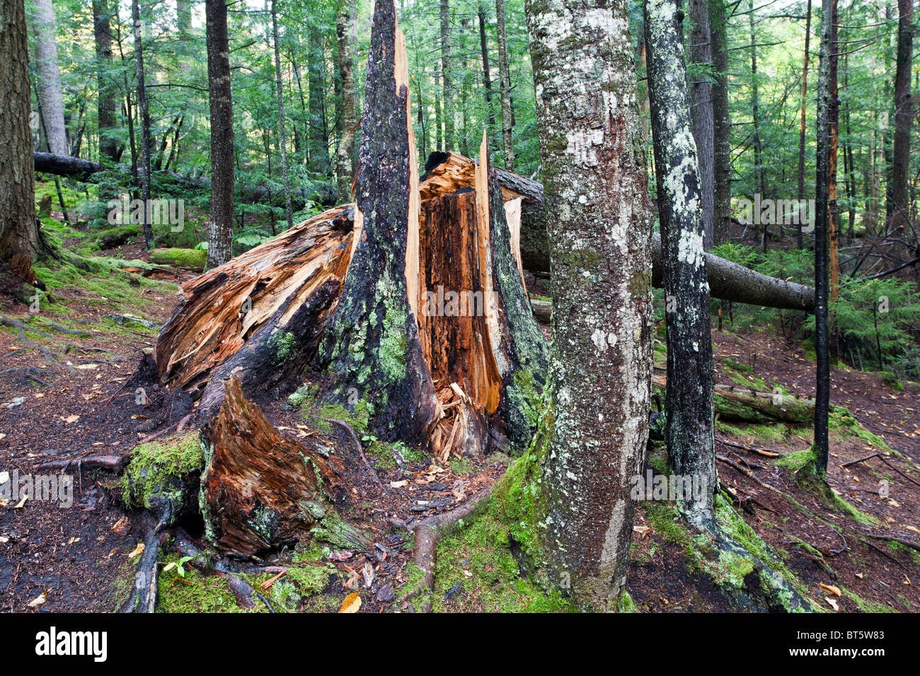 lightning striking tree in forest after rain in New Hampshire Stock Photo