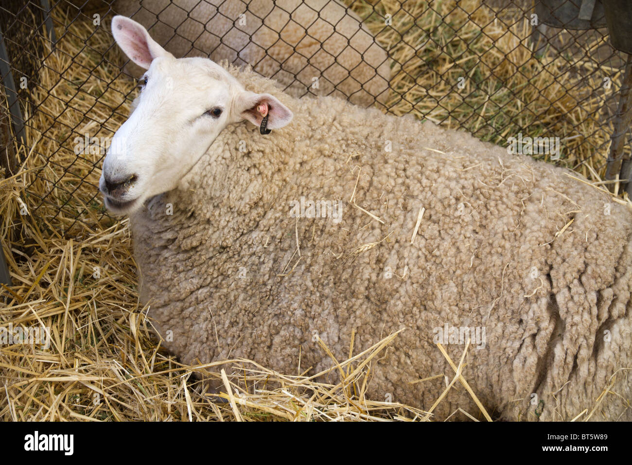 Border Leicester sheep laying in a pen of straw Stock Photo