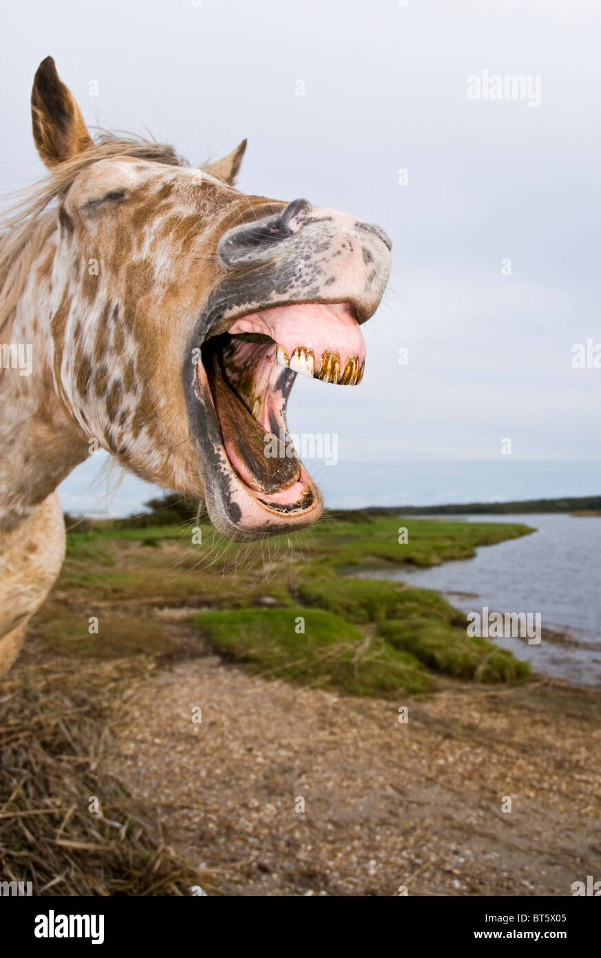 A comical color photo of an appaloosa stallion horse yawning and showing his large yellow dirty teeth and gums. Stock Photo