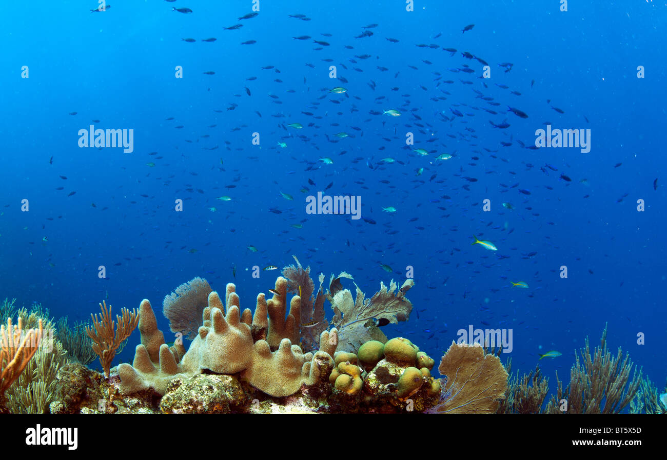 Coral reef off the coast of Roatan Honduras with schooling blue chromis above wall Stock Photo