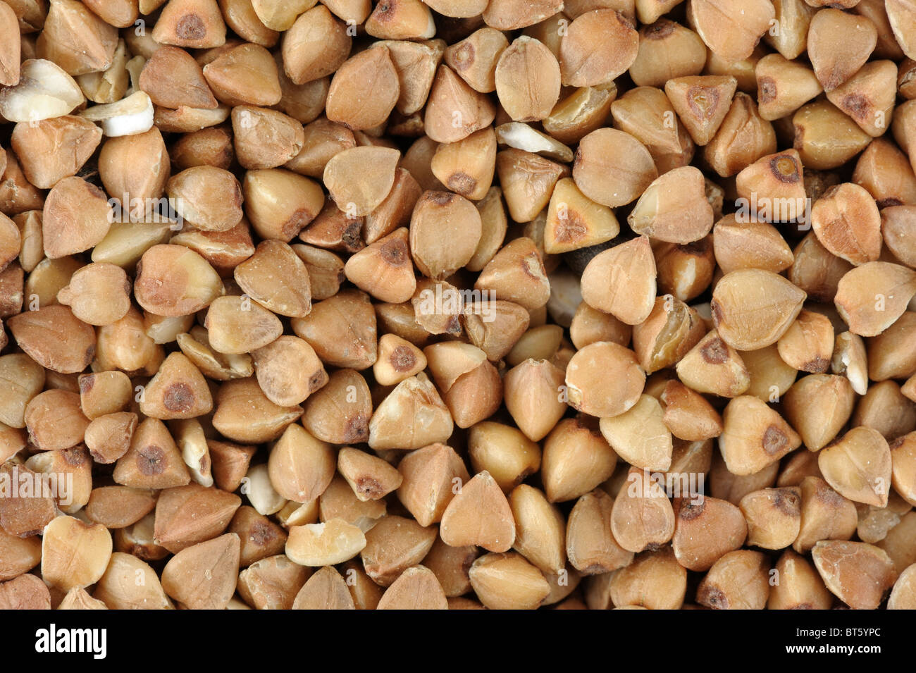 Buckwheat Stock Photo