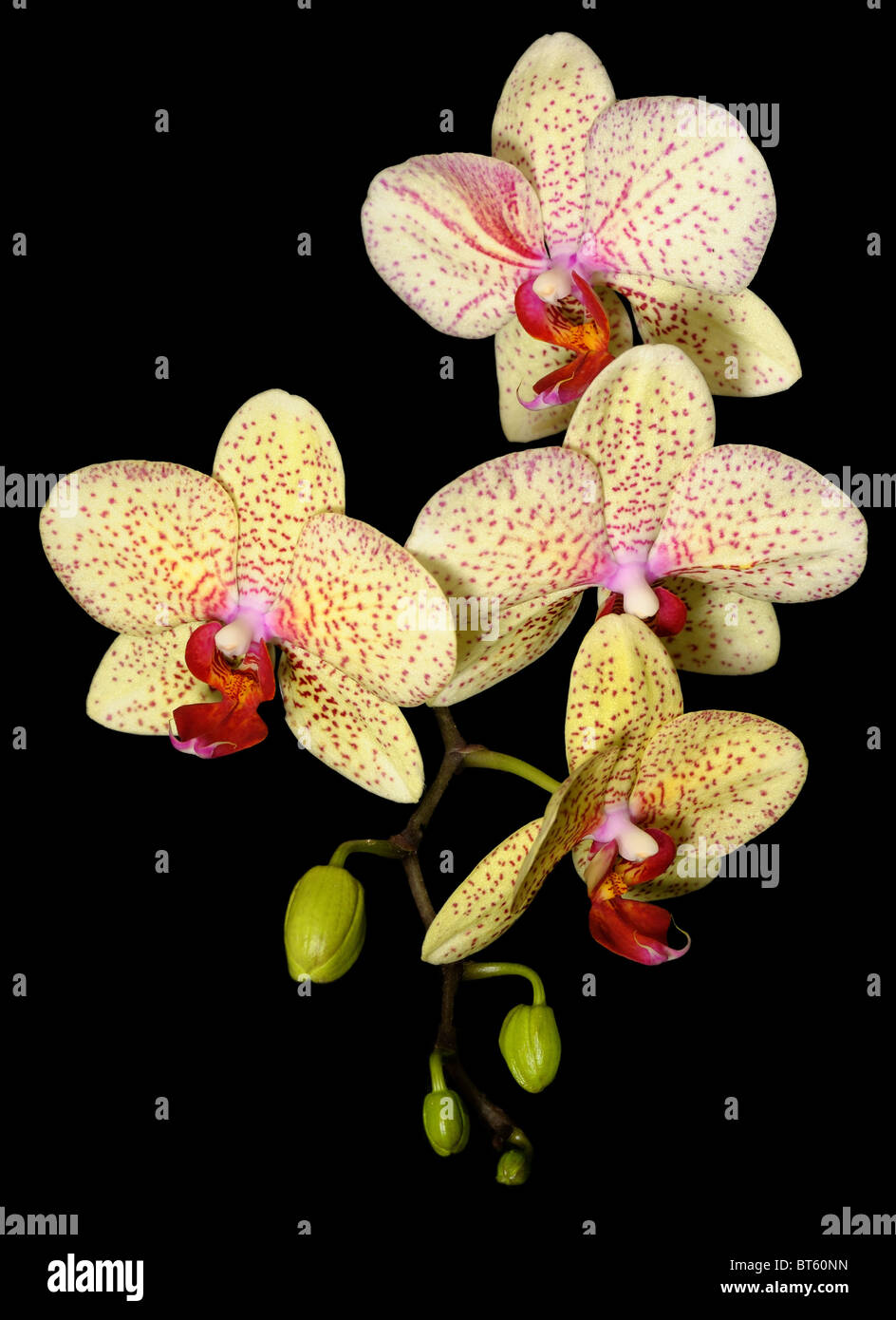 Orchids Stock Photo