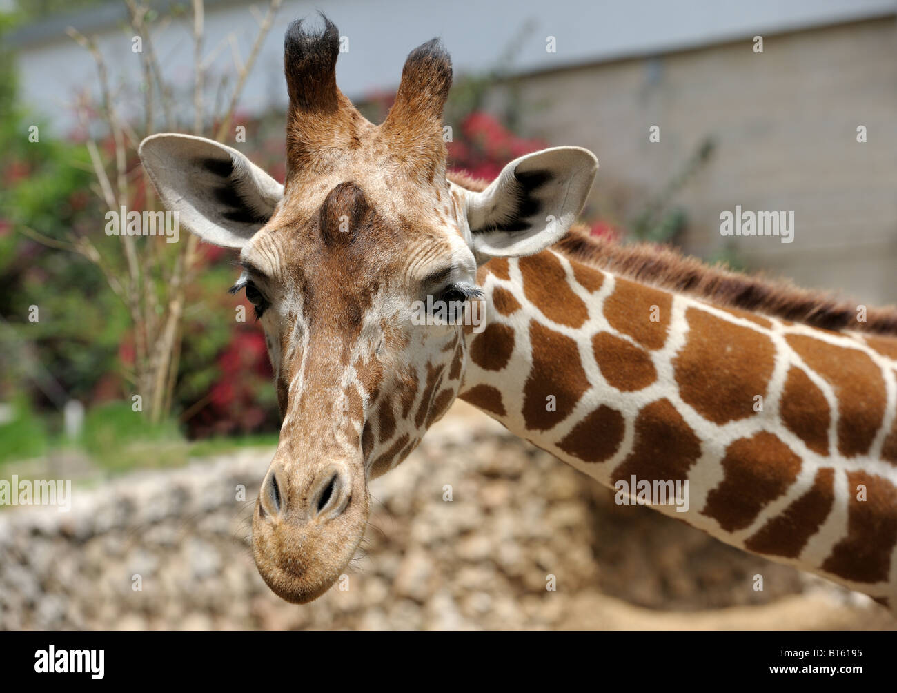Mammal giraffe spotted ruminant hi-res stock photography and images - Alamy