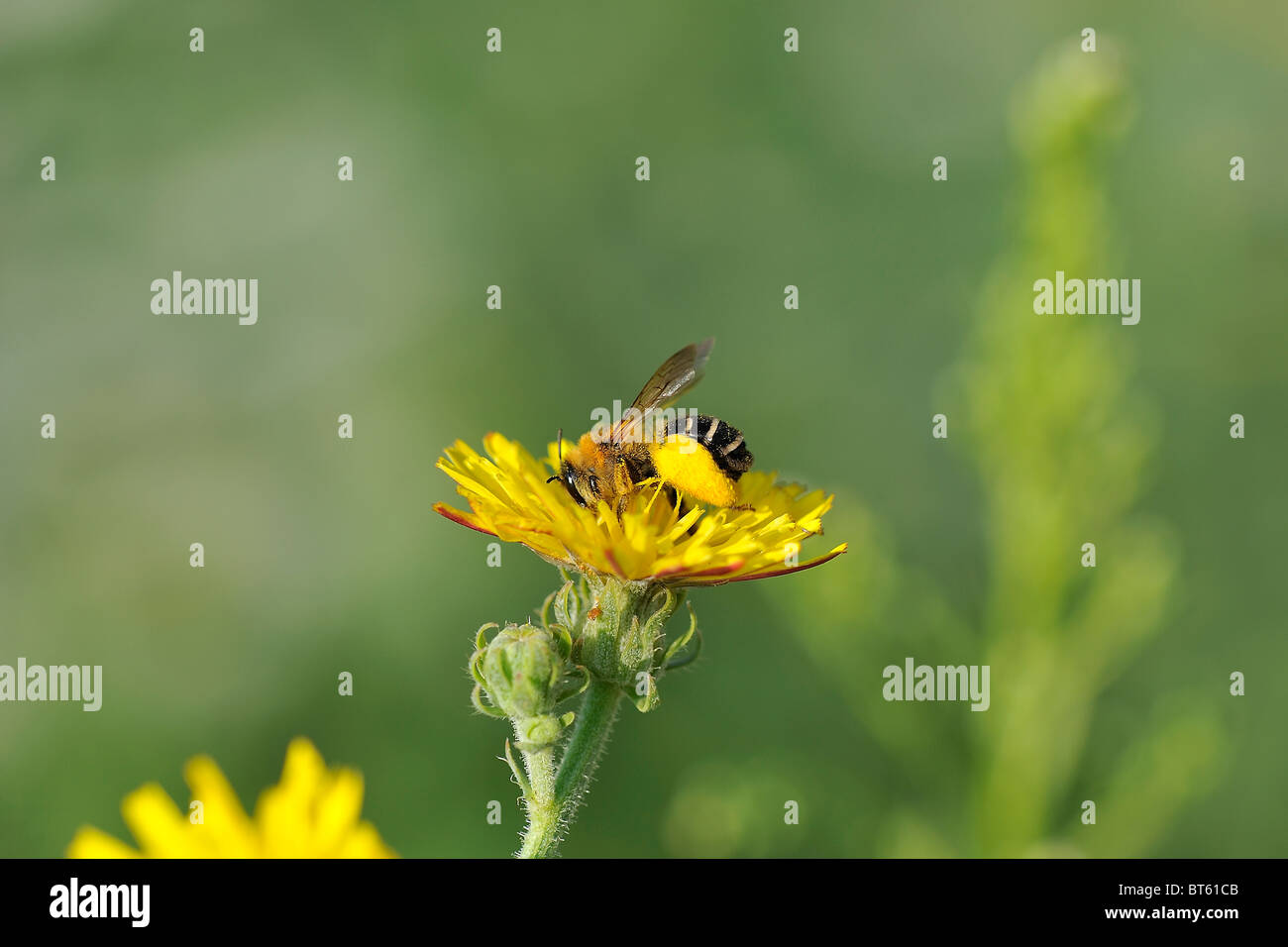 Solitary bee (Dasypoda altercator - Dasypoda hirtipes) gathering pollen on a flower - Vaucluse - Provence - France Stock Photo