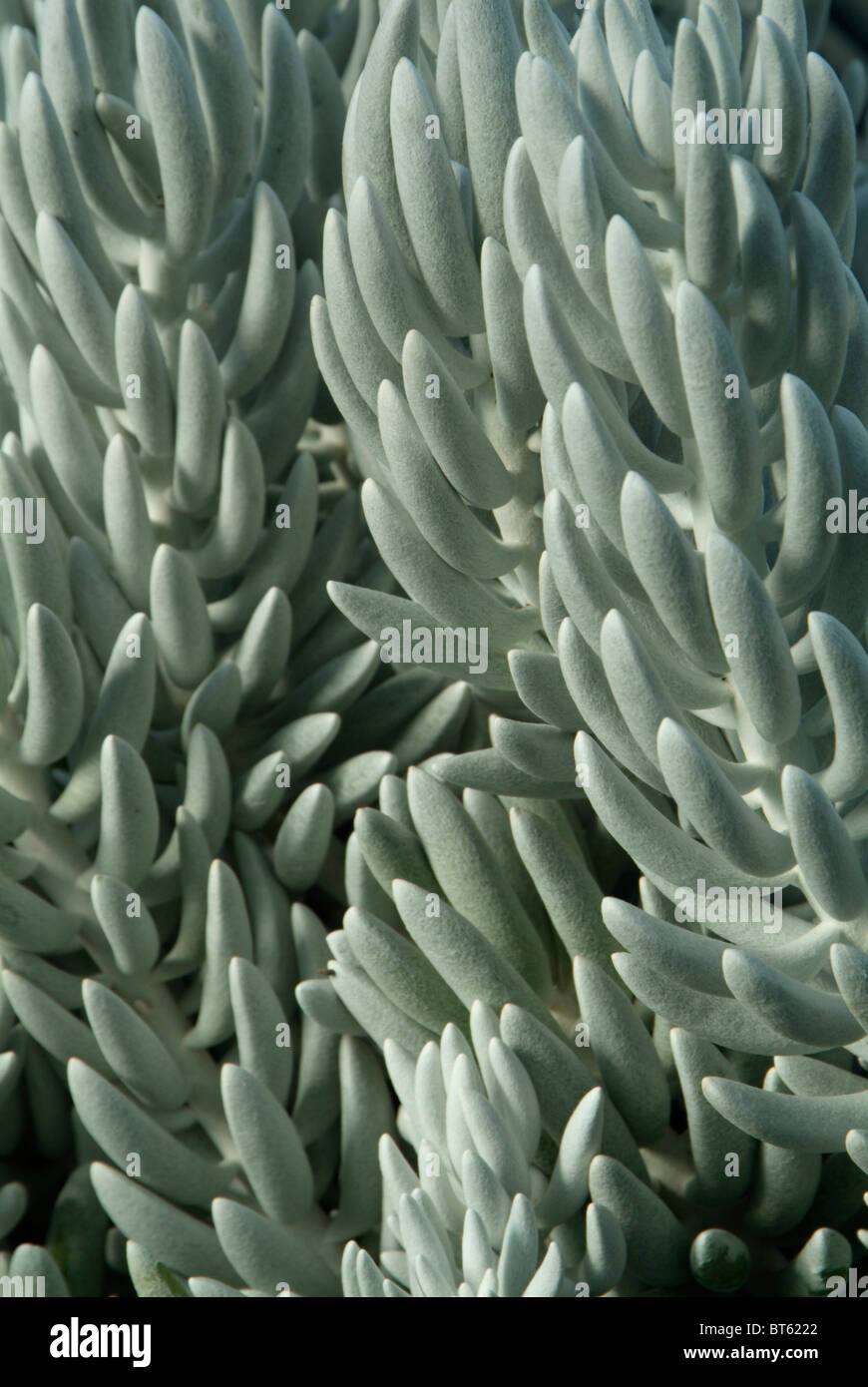 senecio haworthii compositae Stock Photo