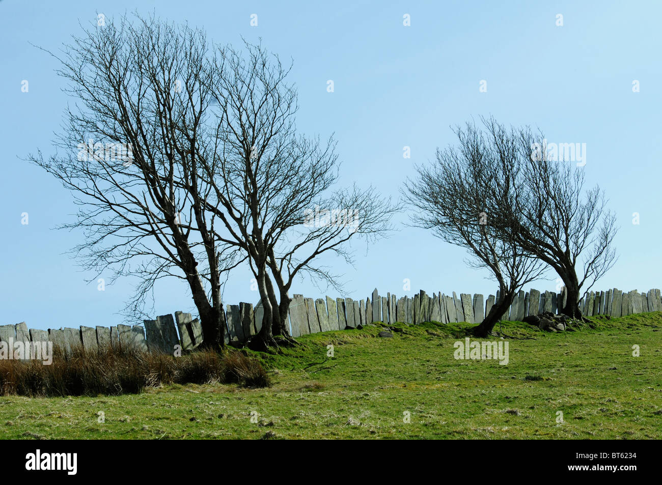 snowdonia tree stone flag slate fence winter wind blown tree wales Stock Photo