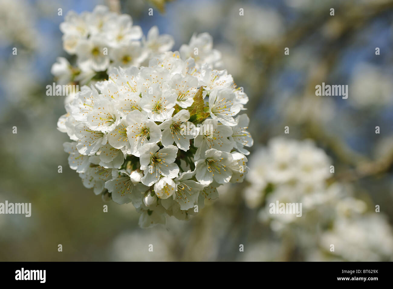Prunus avium cherry tree fruits hi-res stock photography and images - Alamy