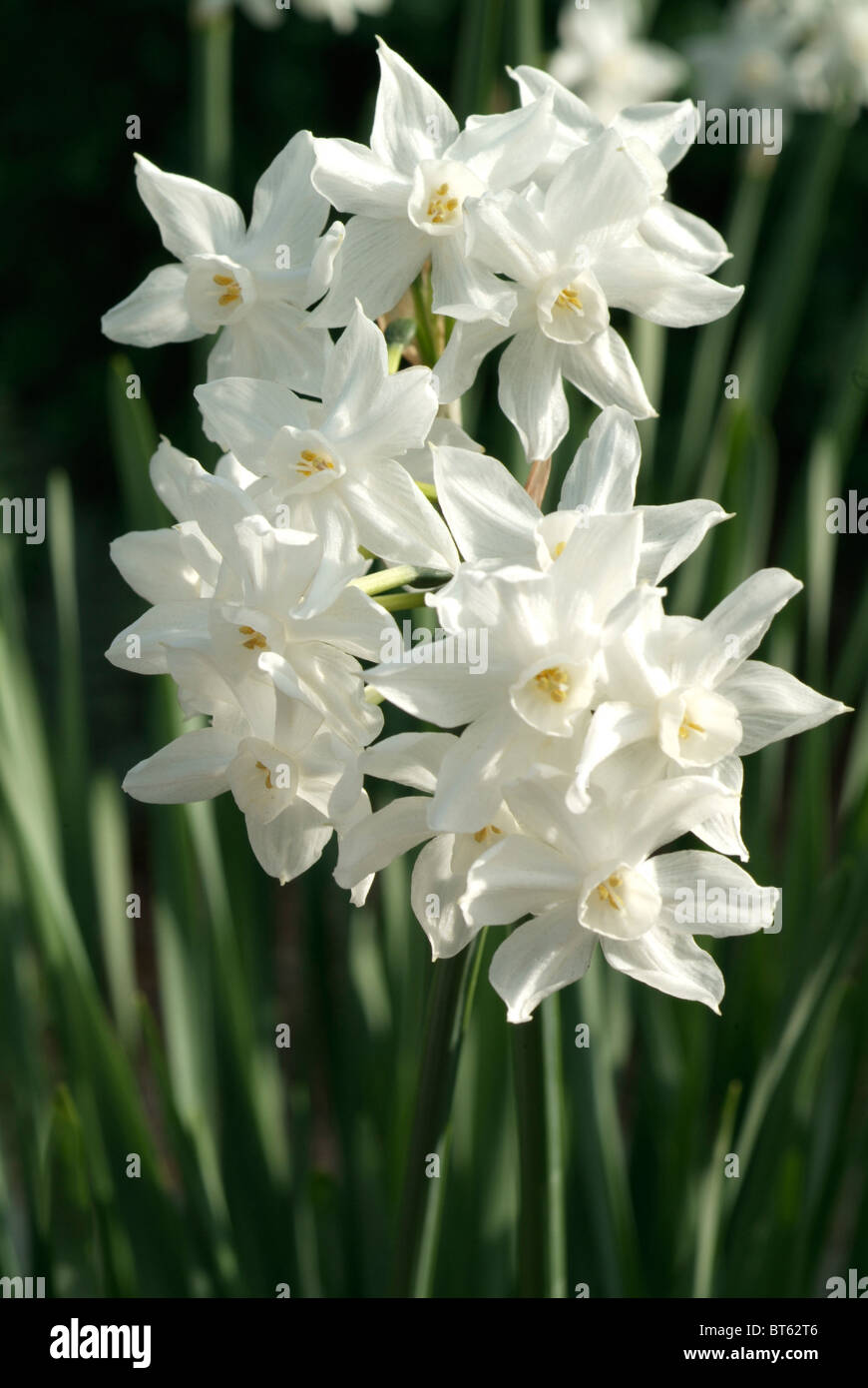 amaryllidaceae narcissus papyraceus w mediteranean Stock Photo