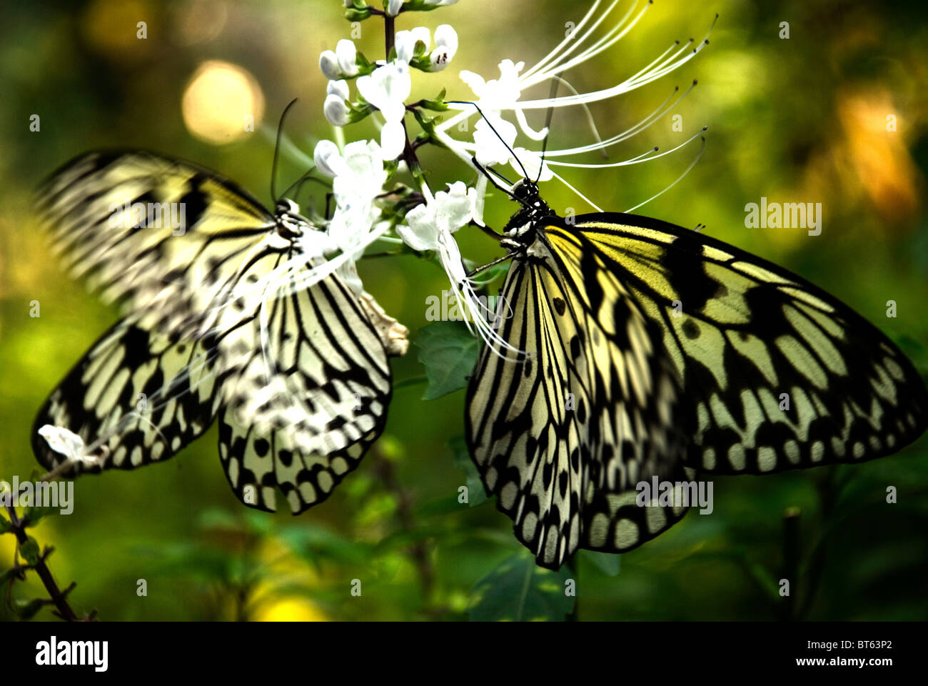 philippines, manila, Rizal park, butterfly enclosue Stock Photo
