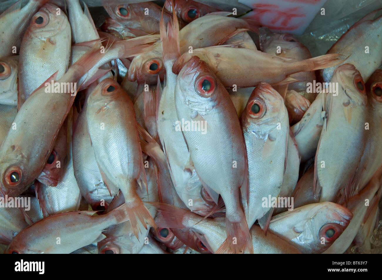 Marine edible fish hires stock photography and images Alamy