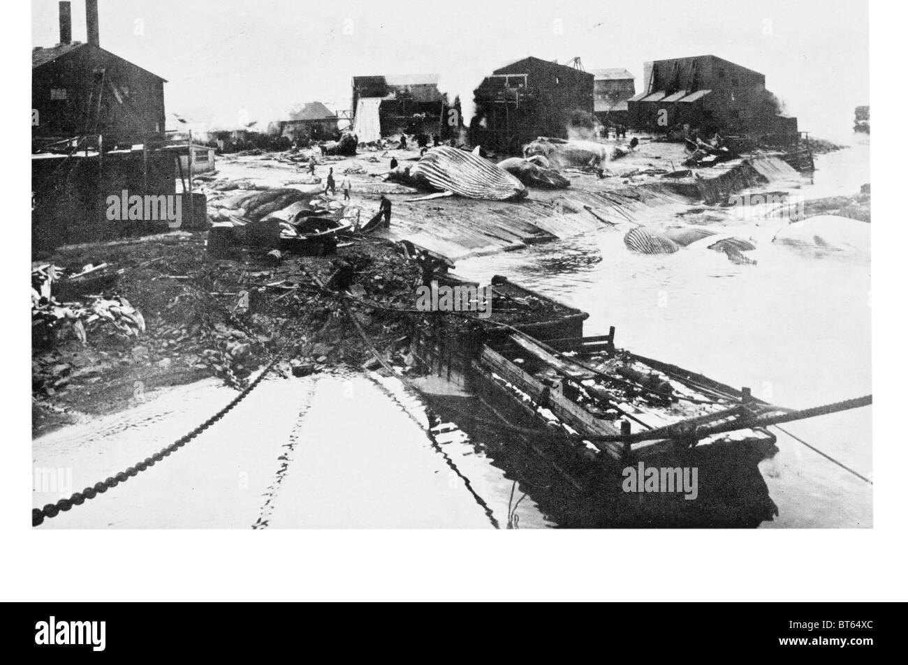 antarctic whaling station hunting whales meat  oil coastal communities sustenance whaling harvesting beached whales. Industrial Stock Photo