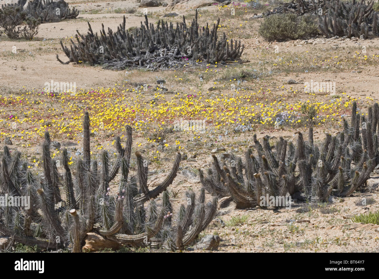 Copao cactus (Eulychnia breviflora) with annual flowers in bloom during 'desierto florido' Atacama (III) Chile South America Stock Photo