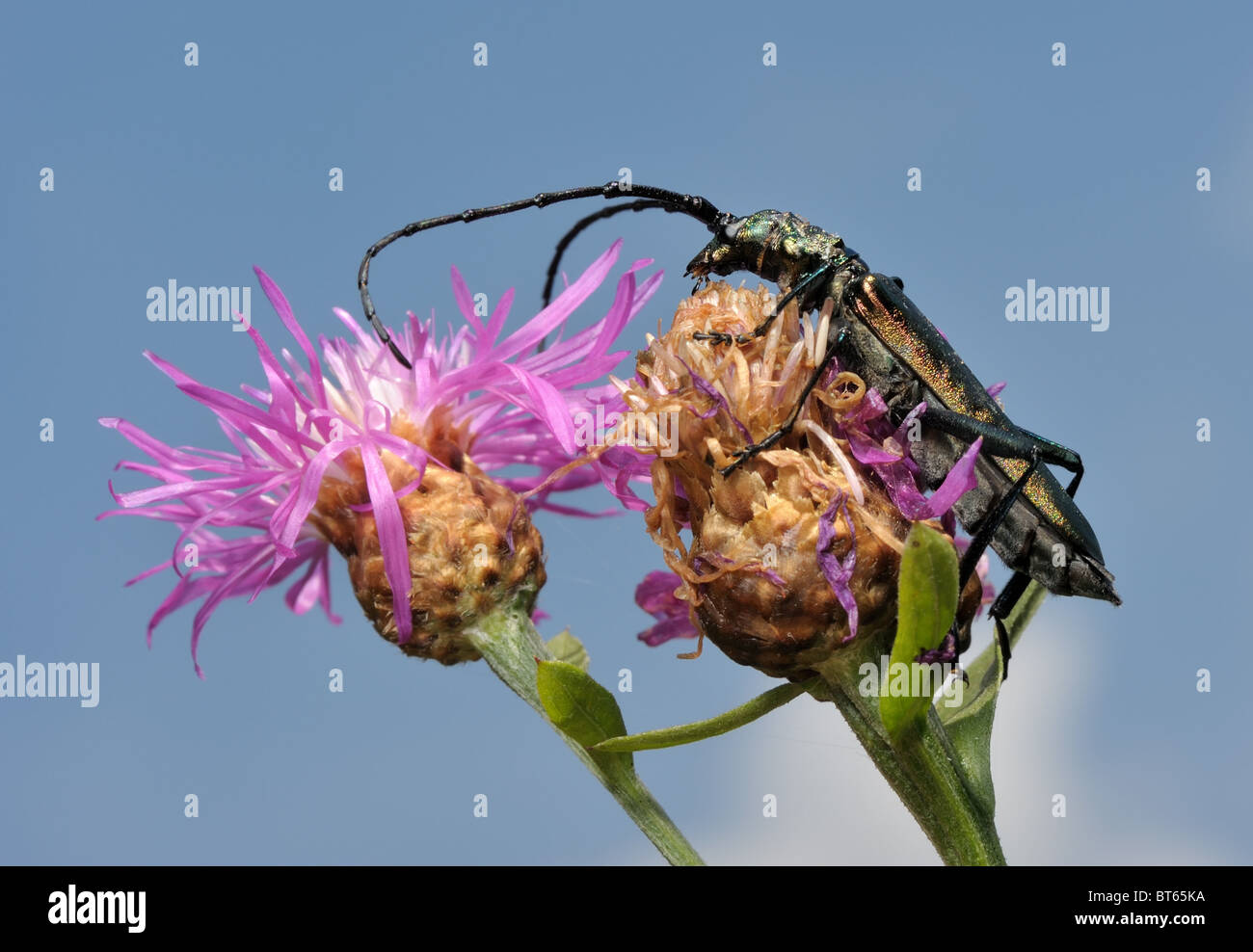 Longhorn beetle on a flower. Stock Photo