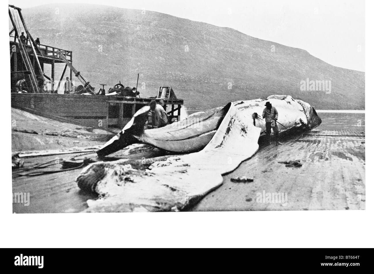 Right Whale (Eubalaena japonica, E. glacialis, and E. australis) and the Bowhead Whale (Balaena mysicetus) prior to the modern Stock Photo