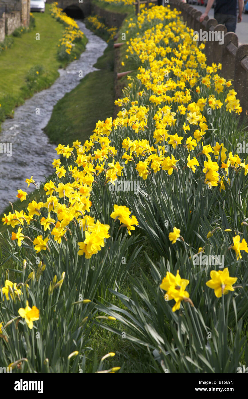DAFFODILS STREAM HELMSLEY NORTH YORKSHIRE HELMSLEY NORTH YORKSHIRE ENGLAND HELMSLEY NORTH