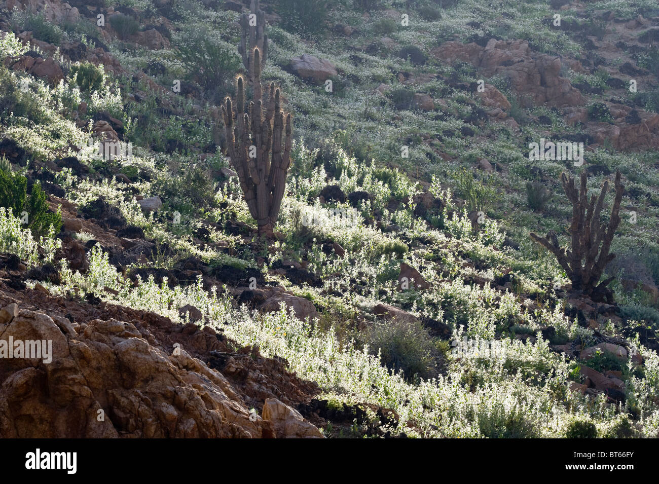 Eulychnia breviflora during desierto florido Quebrada del Castillo Park National Pan de Azucar Atacama (III) Chile 2010 Stock Photo