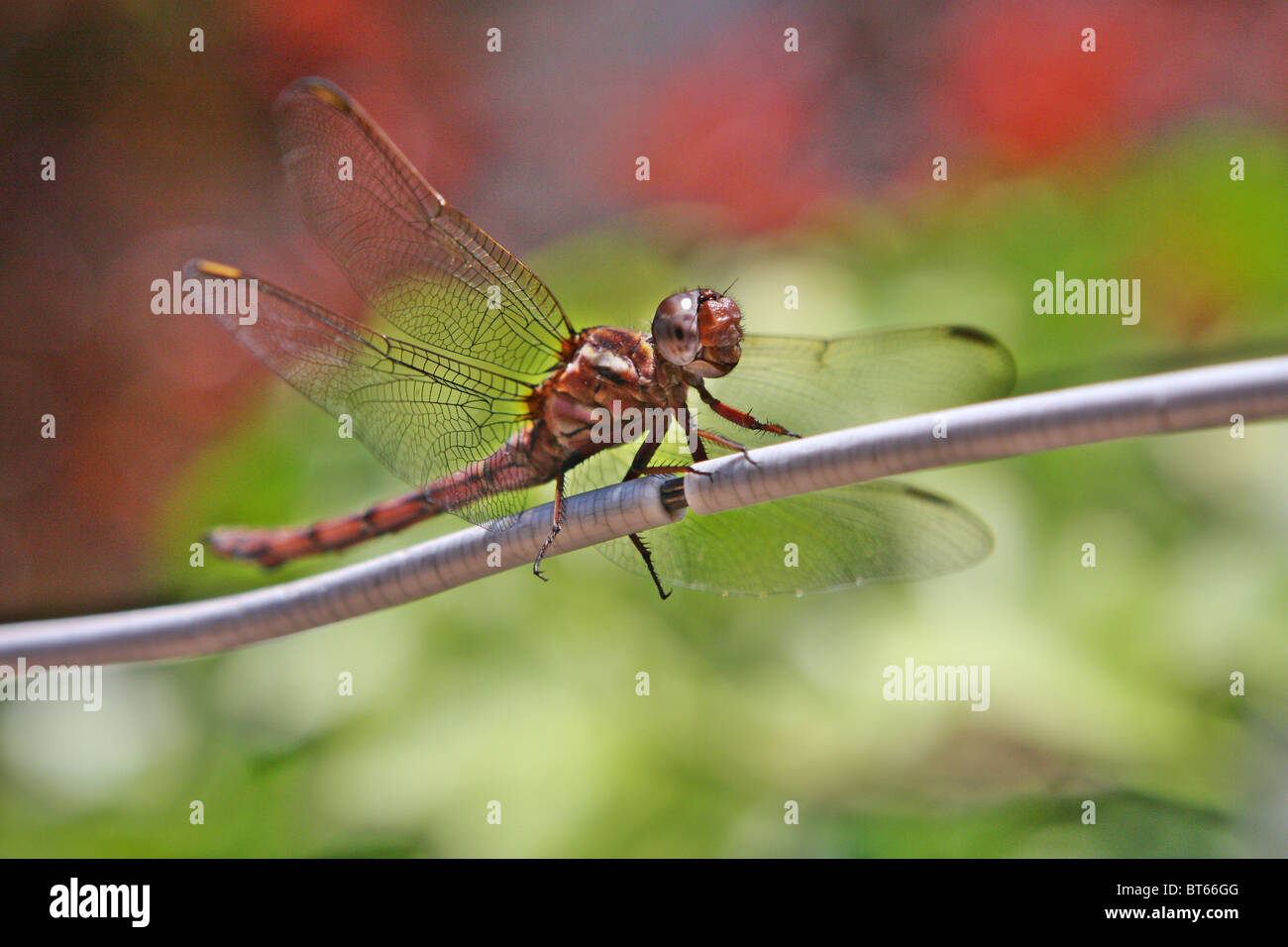 dragon fly, orange, insect, south Africa Stock Photo Alamy