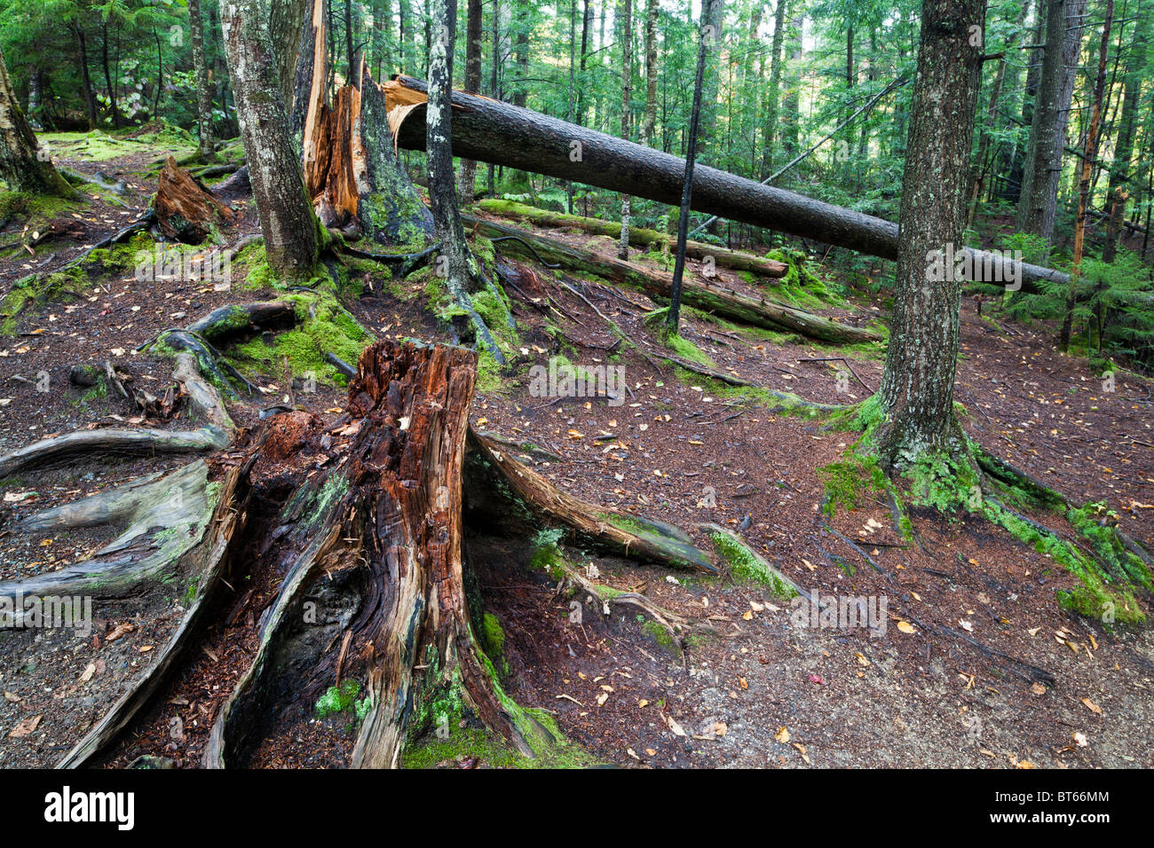 lightning striking tree in forest after rain in New Hampshire Stock Photo