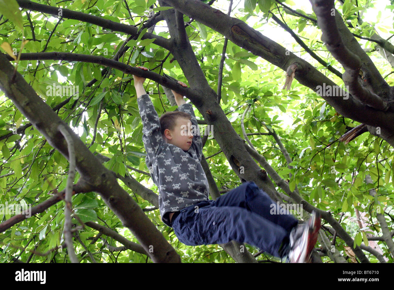 Young boy swinging from tree Stock Photo Alamy