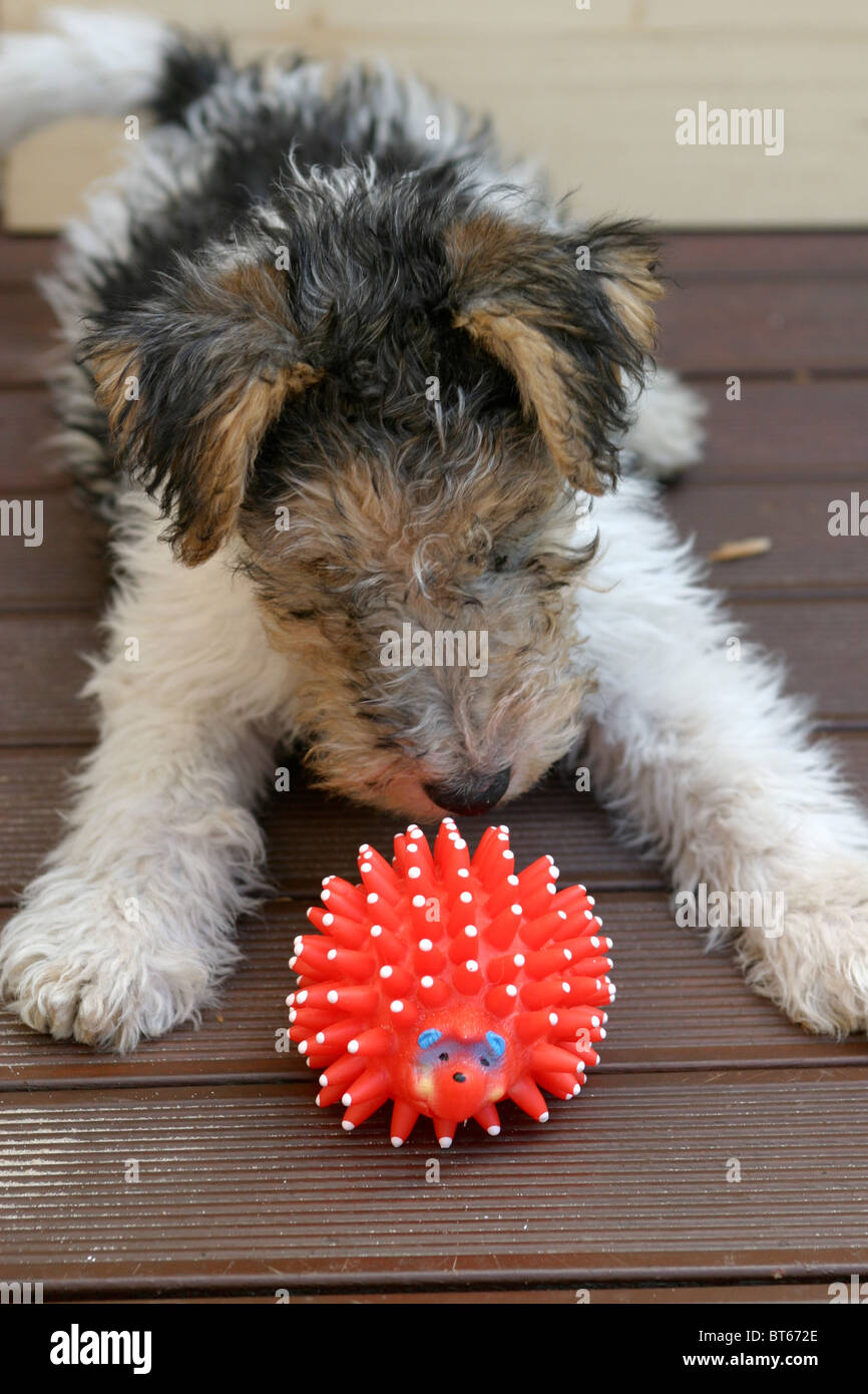 red wire haired terrier