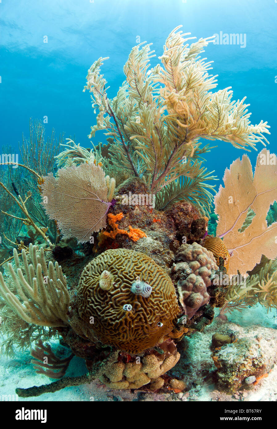 Coral reef off the coast of Roatan Honduras with brain coral and christmas tree worms Stock Photo