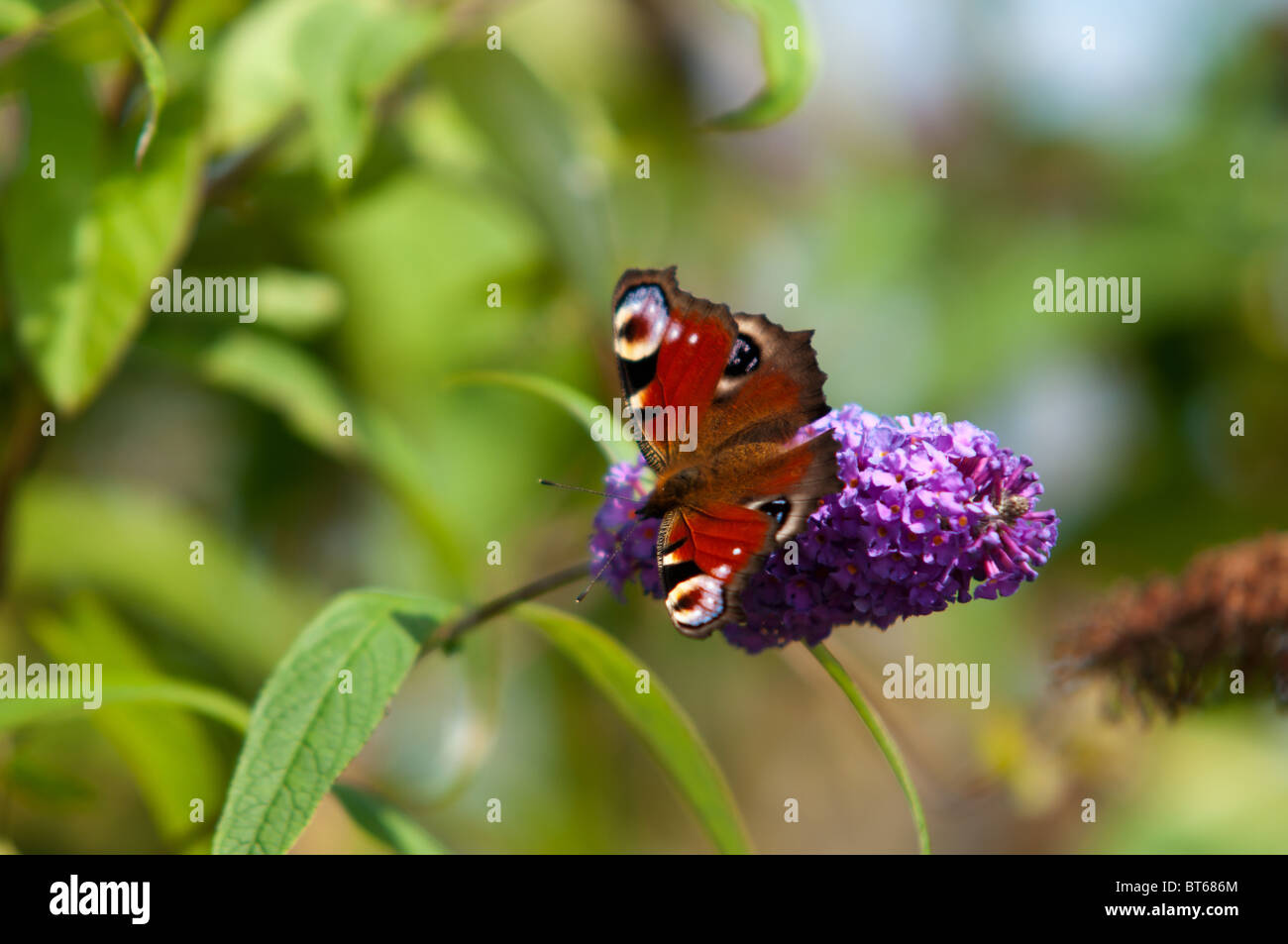 Peacock Butterfly sat on a Buddleia flower Stock Photo - Alamy