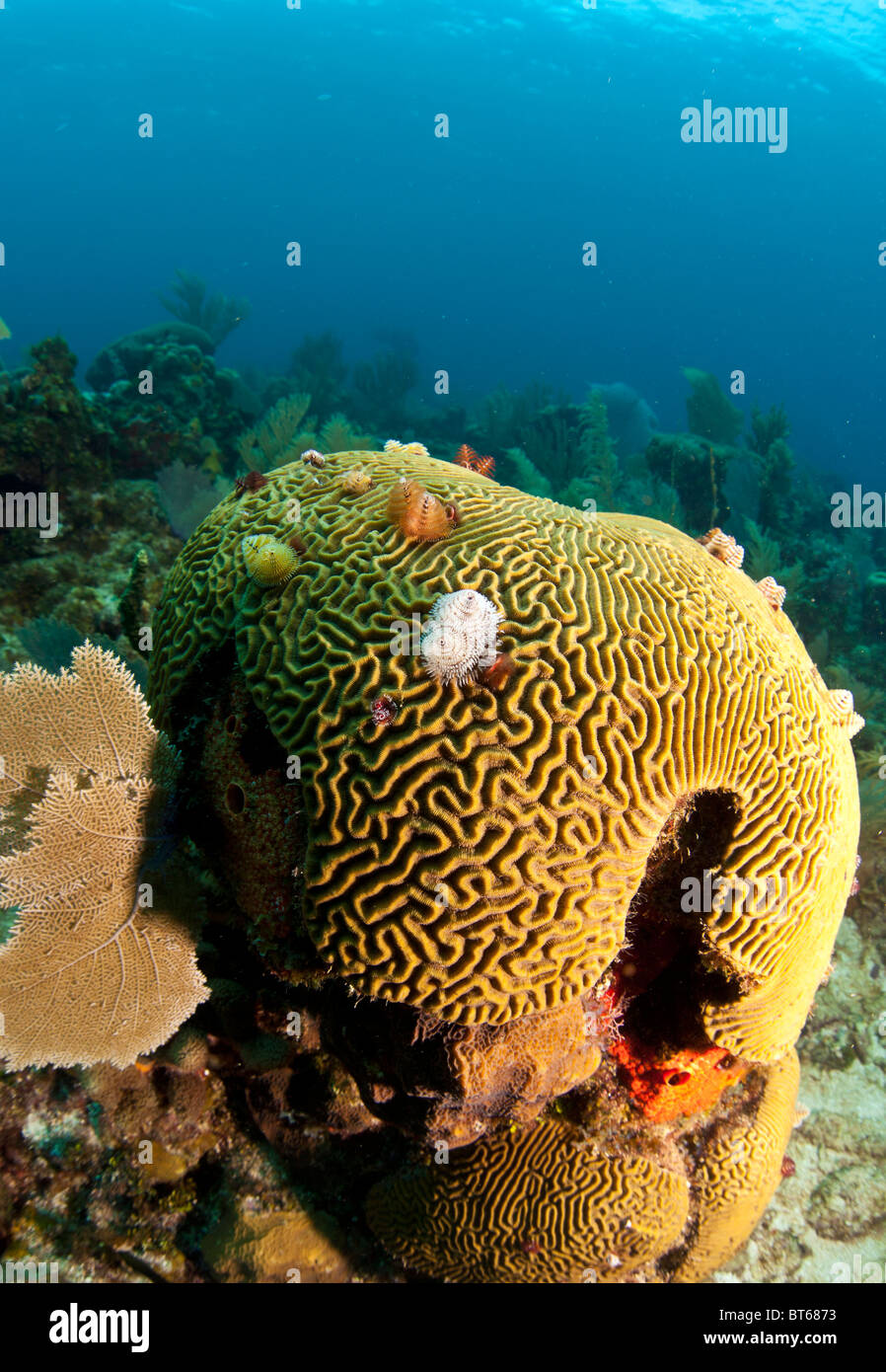 Underwater off the coast of Roatan Honduras brain coral with Christmas tree worms Stock Photo