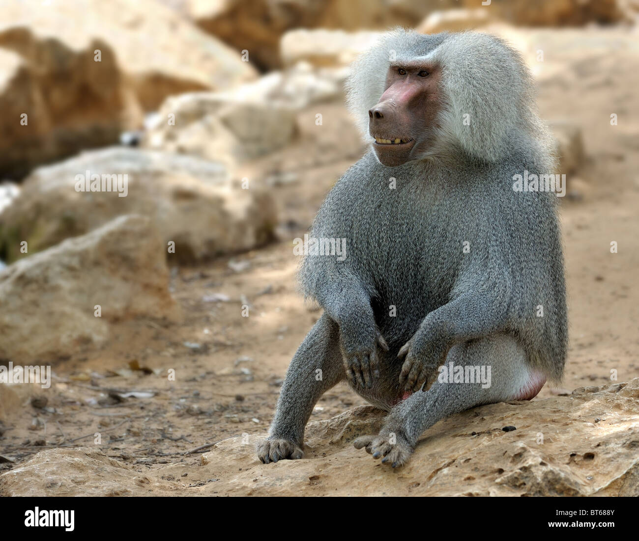 Red baboons hi-res stock photography and images - Alamy
